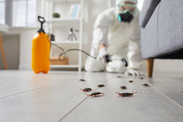 Commercial Kitchen Cockroach Control in Summerfield